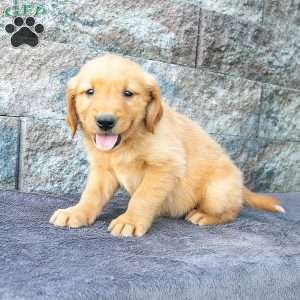 Teddy, Golden Retriever Puppy